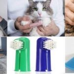 Best Cat Toothbrushes