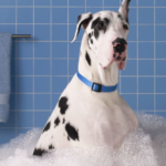 Best Dog Shampoo For Itchy Skin USA