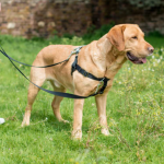 Best Leather Dog Leashes in USA